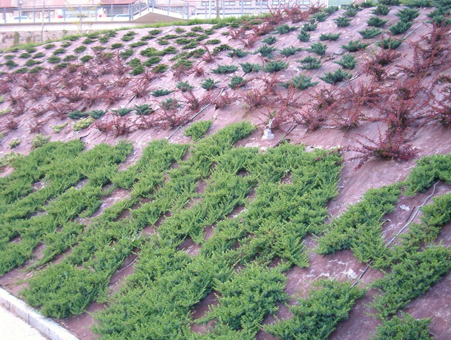 Talud con plantas cobertoras y malla biodegradable
