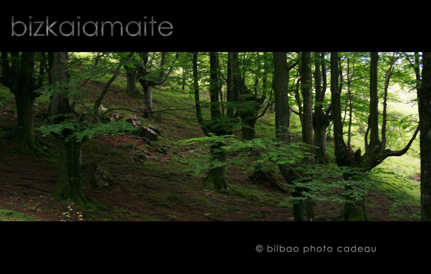 valles y bosques