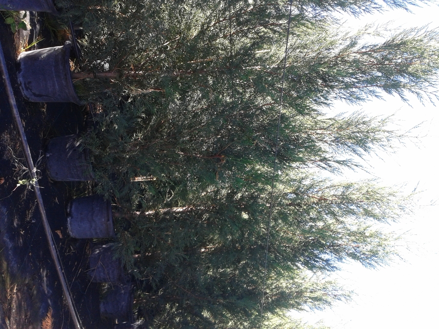 VIVERO 1