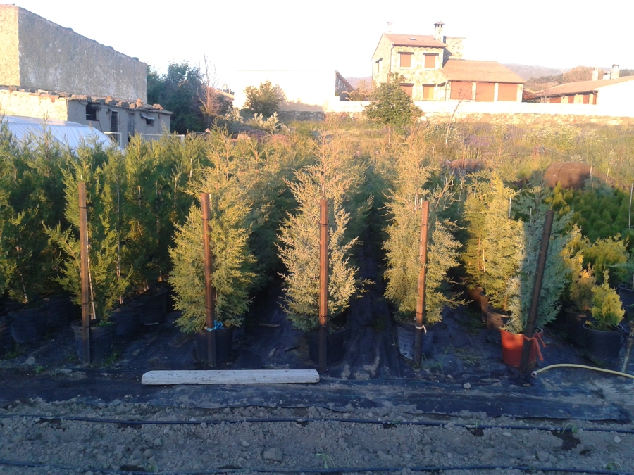 VIVERO 3