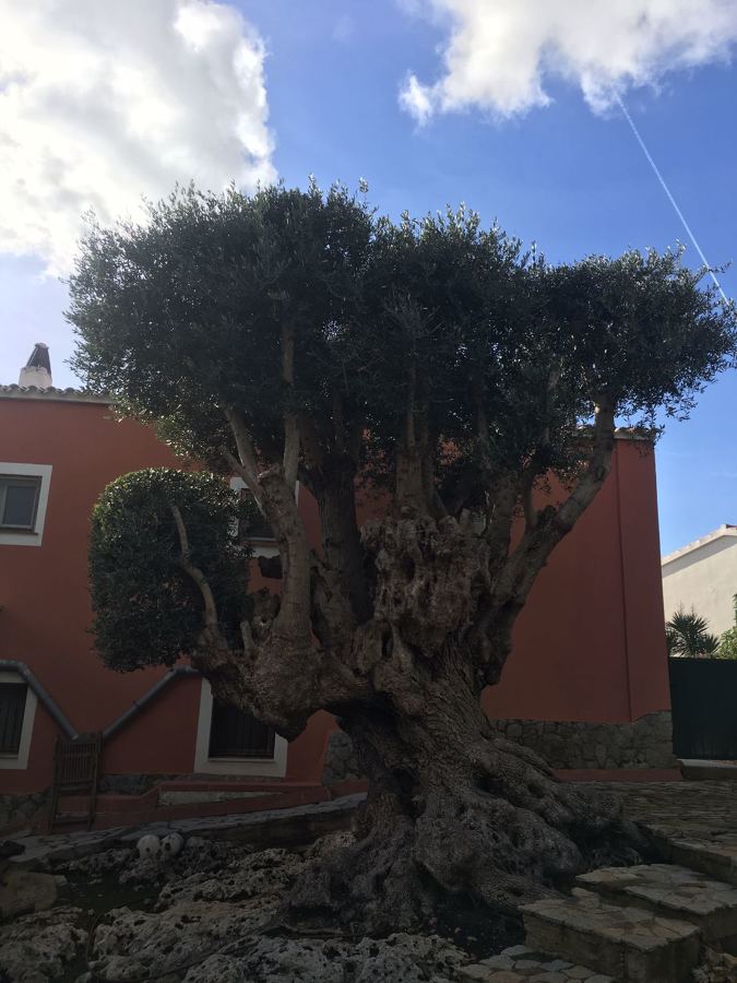 Arbol centenario