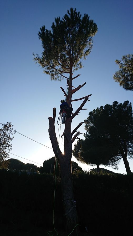 Foriñaki Arborista