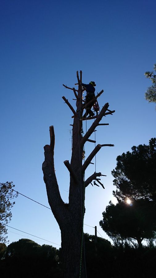 Foriñaki Arborista