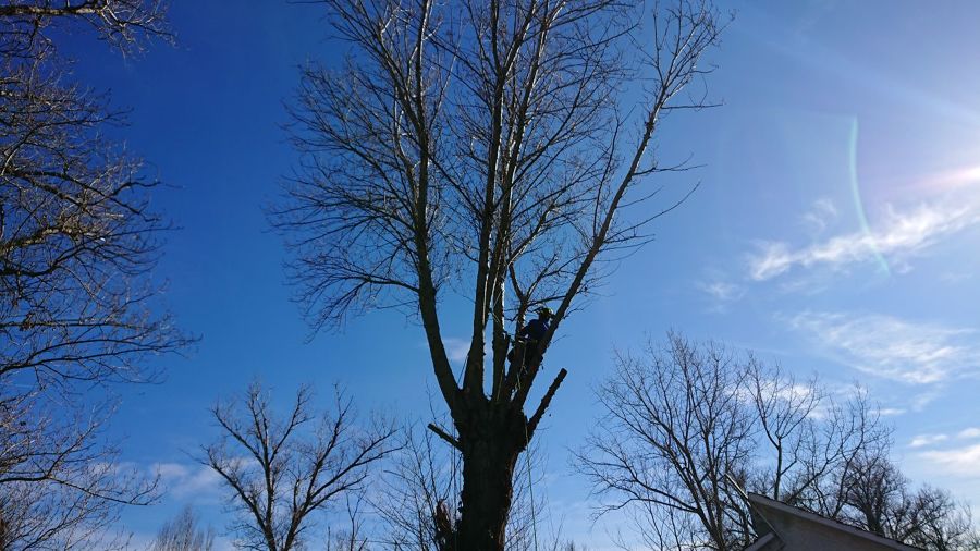 Foriñaki Arborista