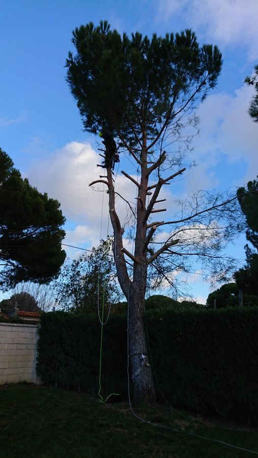 Foriñaki Arborista