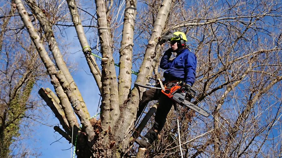 Foriñaki Arborista
