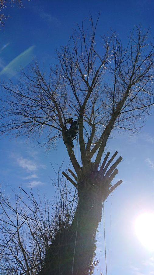 Foriñaki Arborista
