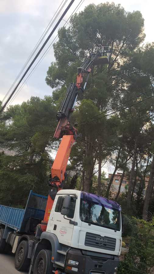 Poda de altura