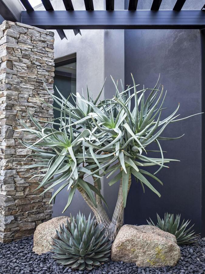 plantaciones