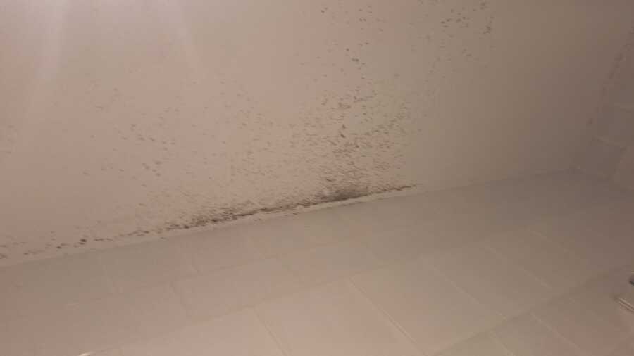 mold
