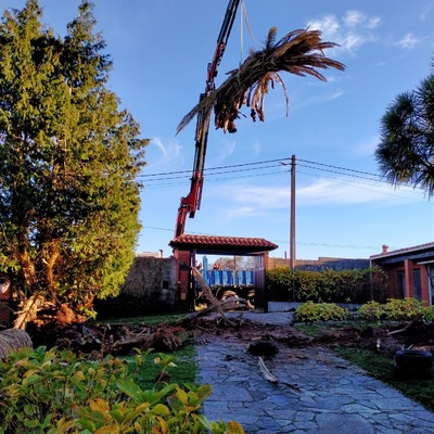 Retirada de restos vegetales de palmera cortada anteriormente
