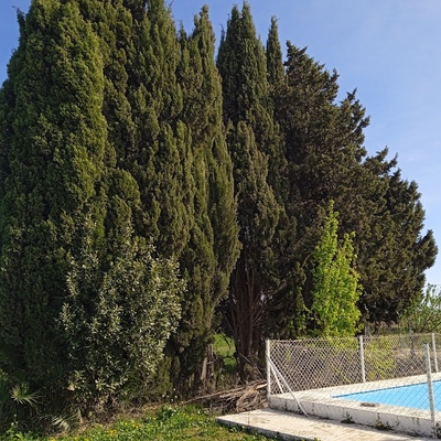 Corte de setos