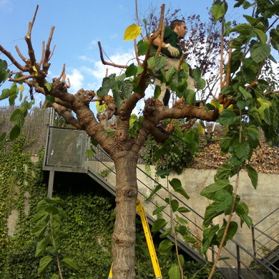 Quercus Jardiners