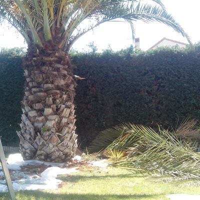 poda de palmera