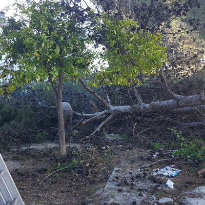 Retirada de ramas y tronco