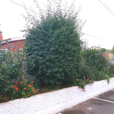 jardin abandonado