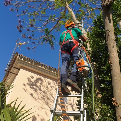 Tala de jacaranda