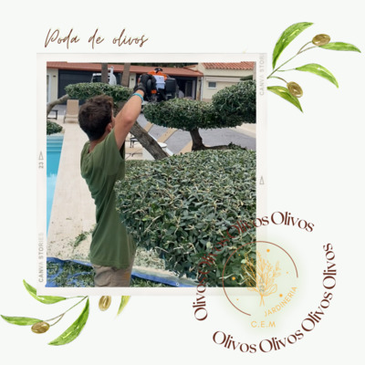 olivos bonsái.