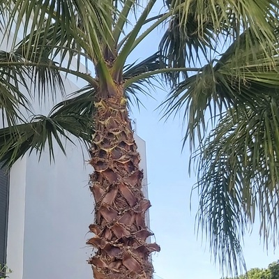 Poda de palmeras