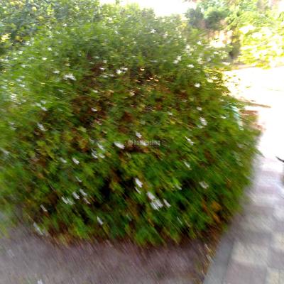 Jardineros