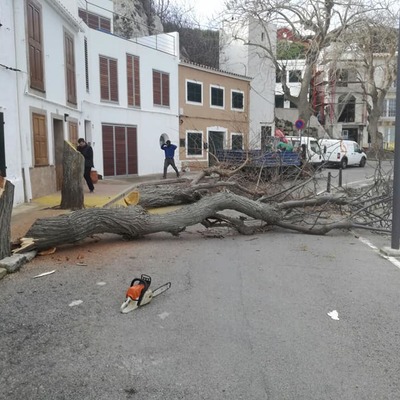retirada de arboles
