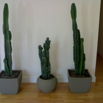 PARED LISA