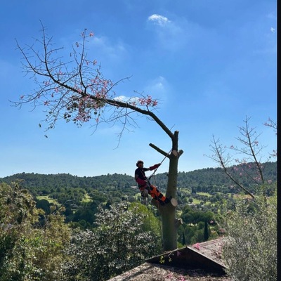 Talar árbol y quitar el peligro que ocasionaba para la casa