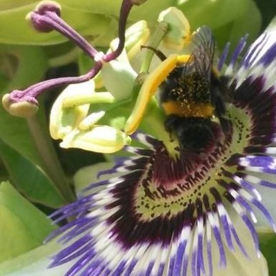 Retirada de panales de abejas