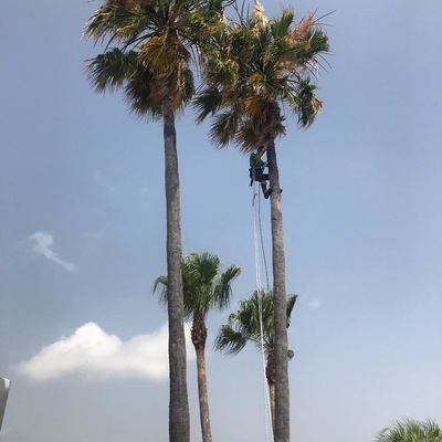Poda de palmeras.