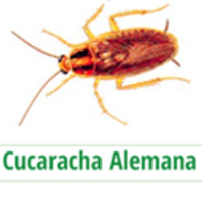 Blatella Germanica