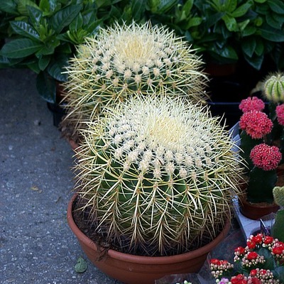 Cactús