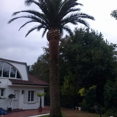 Poda palmera
