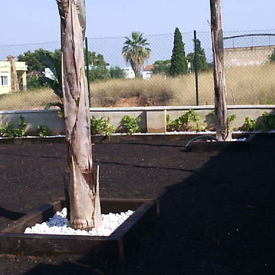 cocoteros.