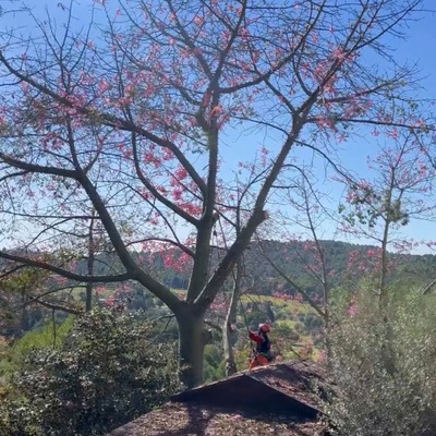 Talar árbol y quitar el peligro que ocasionaba para la casa