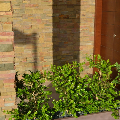 Buxus buxus