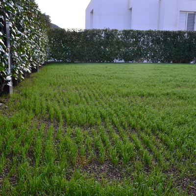 Plantación césped