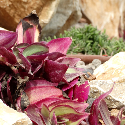 Plantas resistentes para exterior