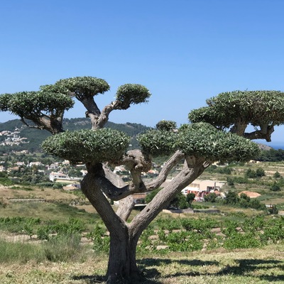 Poda oriental de olivo.