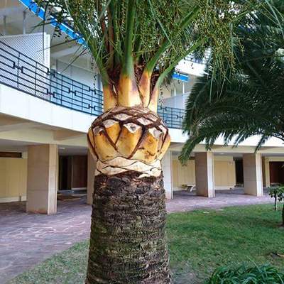 Palmera