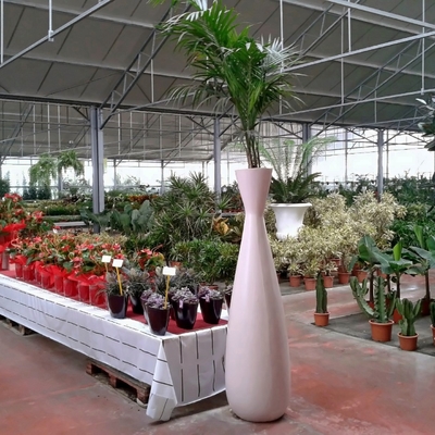 Flores Navarro
