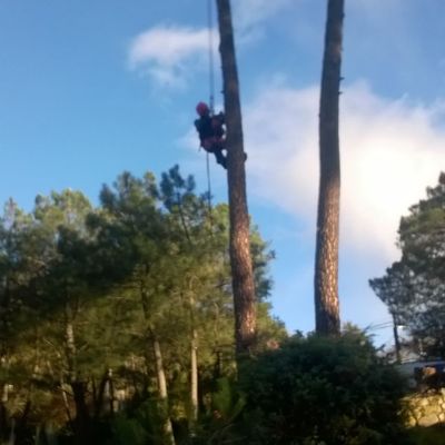 Poda de pino