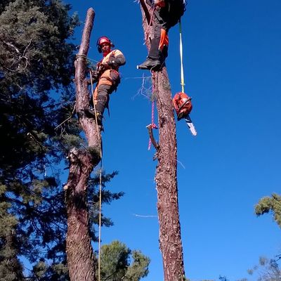 Talas arizónicas