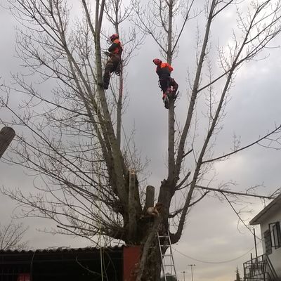 Poda en equipo