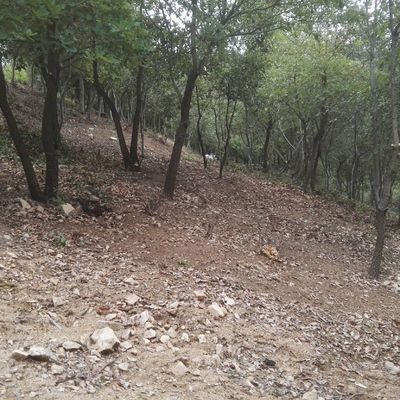 limpieza bosque