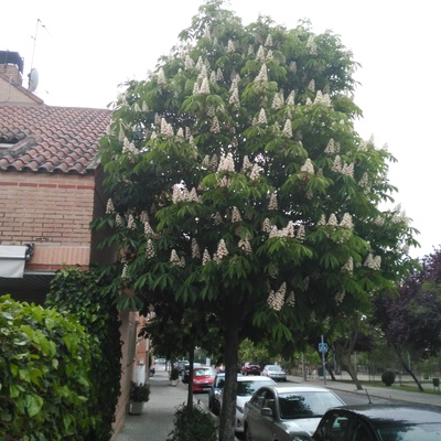 CASTAÑO DE INDIAS