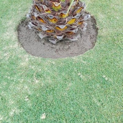 Palmera pequeña