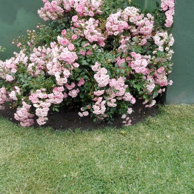 Rosal