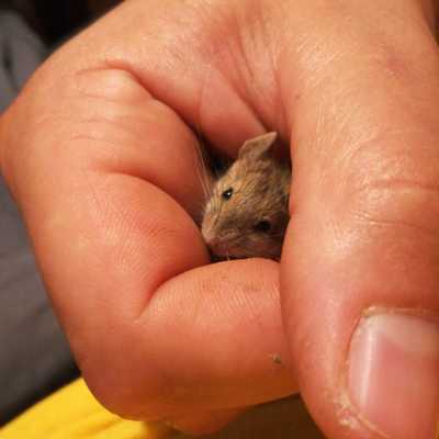 Tratamientos para el control de ratas y ratones