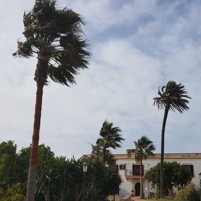 Palmeras