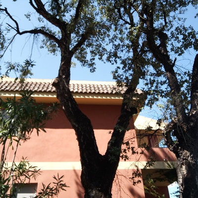 Poda de alcornoque